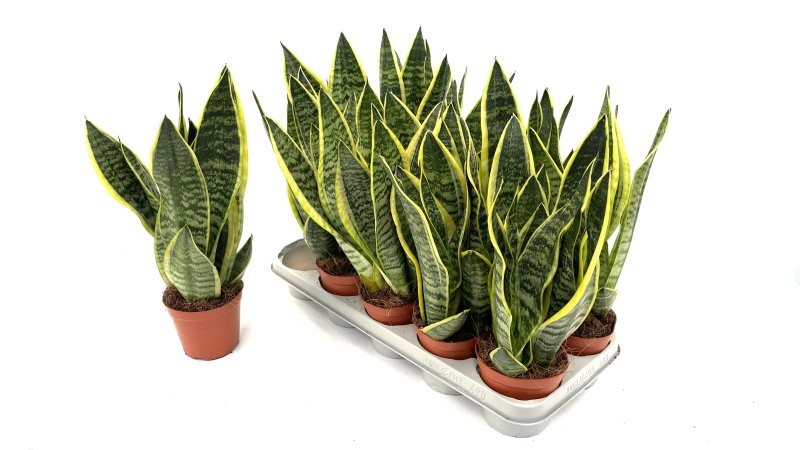 SANSEVIERIA M12- 40cm. laurentii