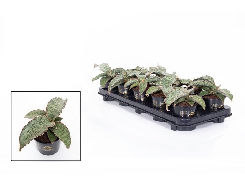 SANSEVIERIA  M10 Star Green Granit