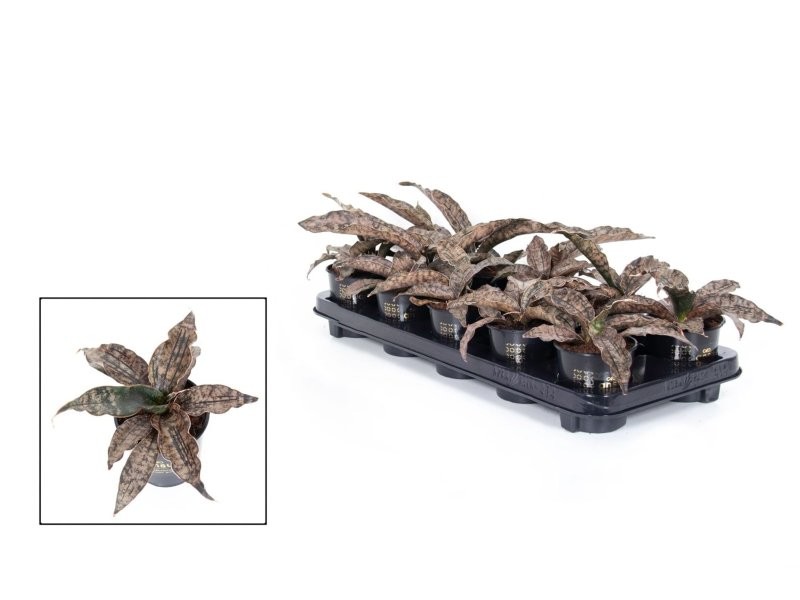 SANSEVIERIA  M10 Star Canyon Granit