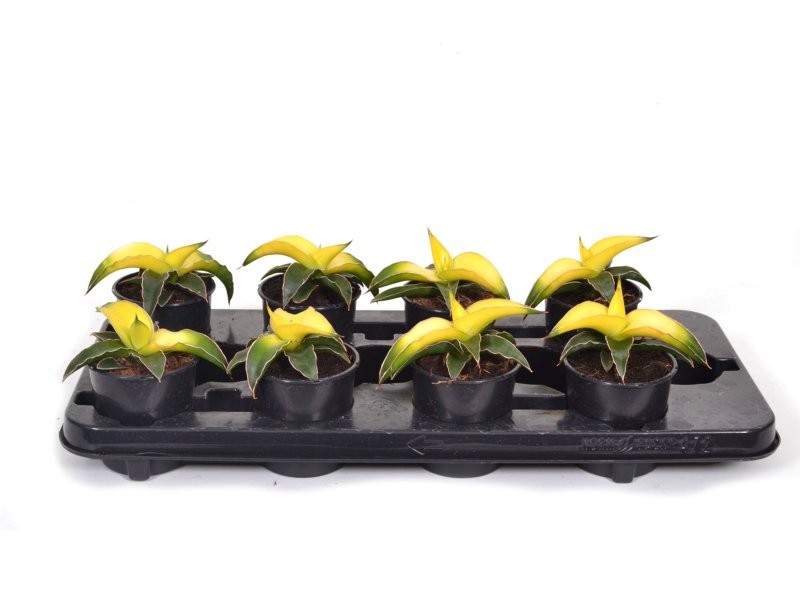 SANSEVIERIA  M10 Star Canary