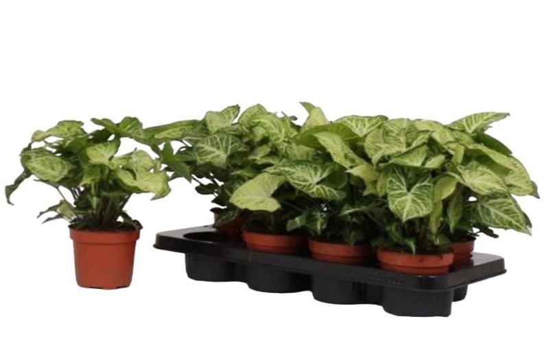 SYNGONIUM  M12 ARROW