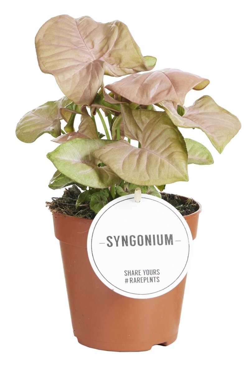 SYNGONIUM  M12 NEON ROBUSTA H20