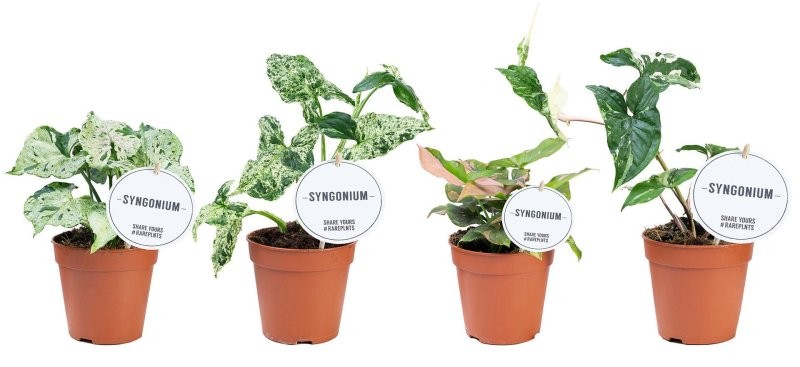 SYNGONIUM  M12 MIX variegate