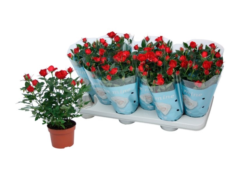 ROSER   MINI  M11 BM  VERMELL **Reserves Sant Jordi