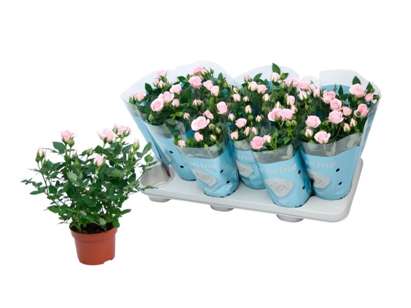 ROSER   MINI  M11 BM ROSA *RESERVES S.JORDI*