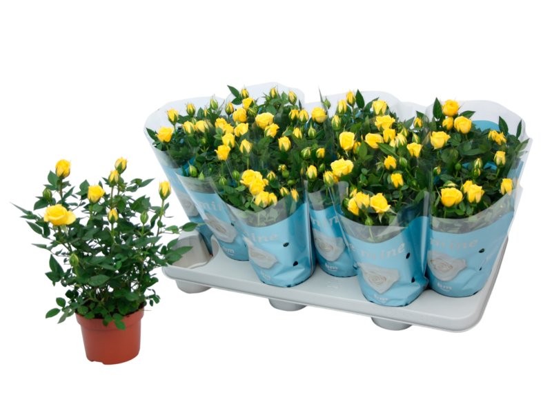 ROSER   MINI  M11 BM GROC **Reserves Sant Jordi