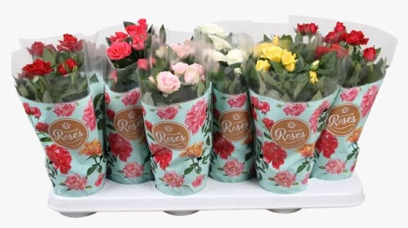 ROSER   MINI  M11 FAVORITE  MIX *RESERVES S.JORDI*