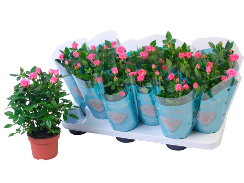 ROSER   MINI  M11 BM FUXIA **Reserves Sant Jordi