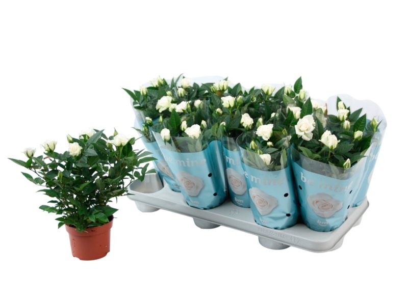 ROSER   MINI  M11 BM BLANC *RESERVES S.JORDI*