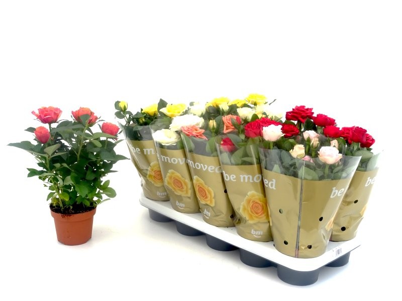 ROSER   MINI  M11  BM MIX **Reserves Sant Jordi