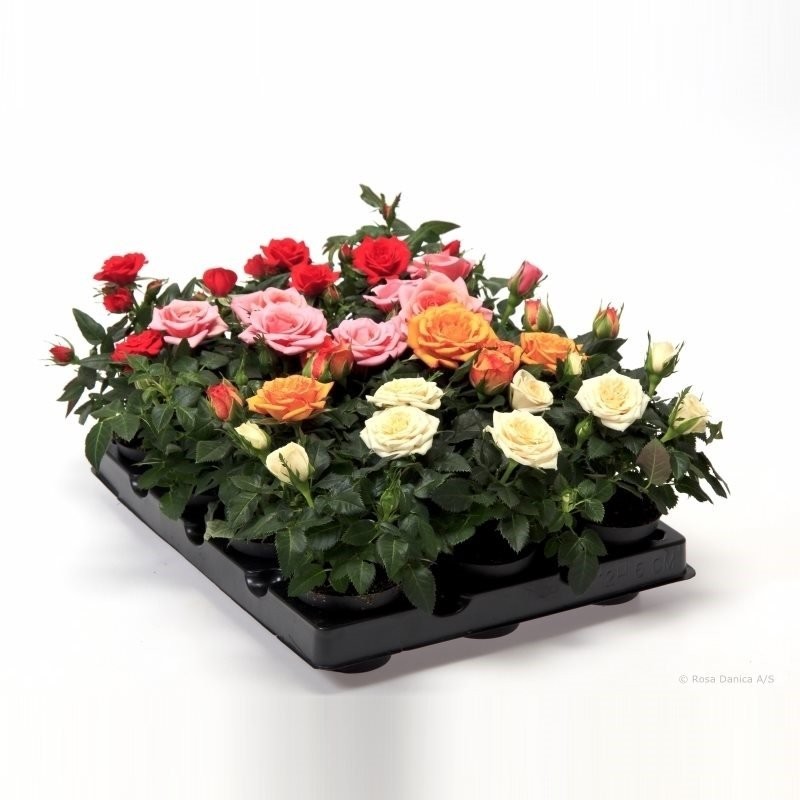 ROSER   MINI  M 7 MIX