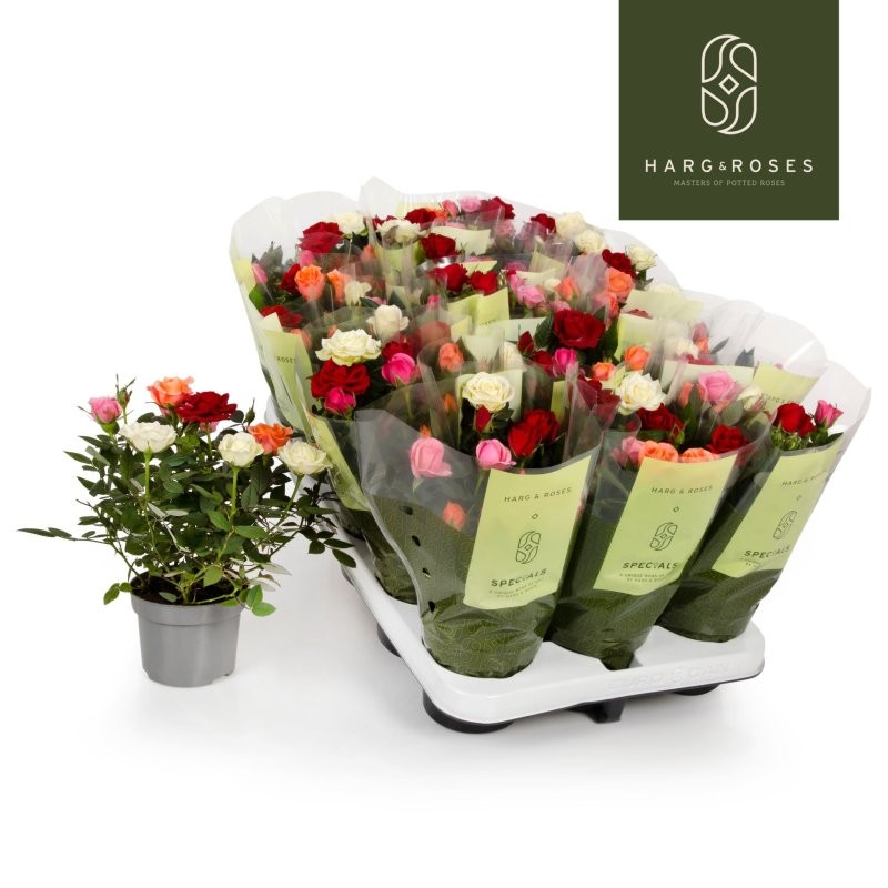 ROSER   MINI  M11  DUO