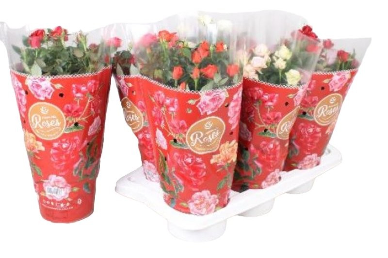 ROSER   MINI  M17 FAVORITE MIX **Reserves Sant Jordi