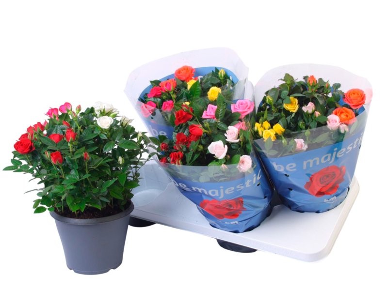 ROSER   MINI  TARRINA M21  CARNAVAL