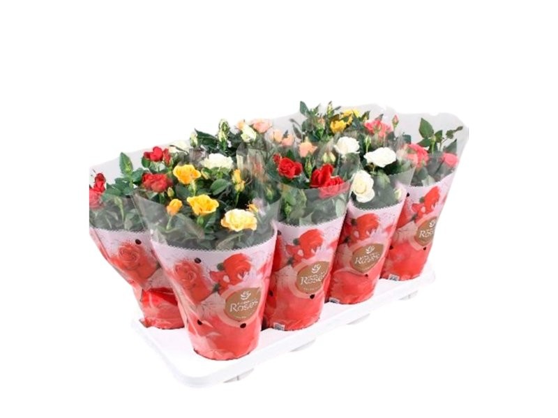 ROSER   MINI  M13 FAVORITE MIX *RESERVES S.JORDI*