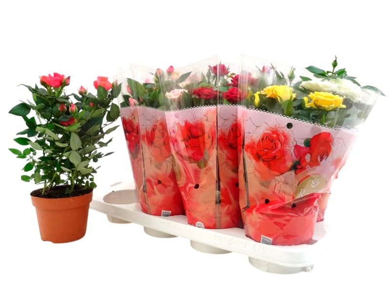 ROSER   MINI  M13 mix