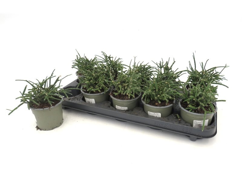 RIPSALIDOPSIS MIX  M11 verd