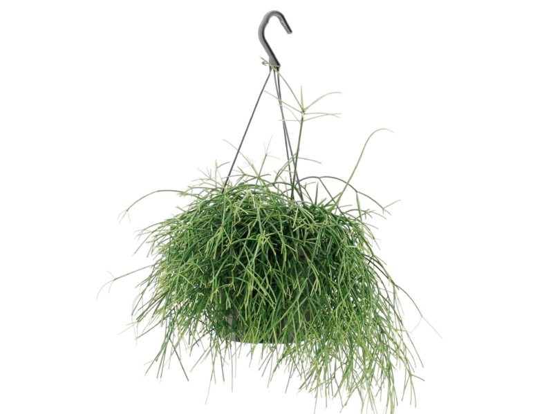 RHIPSALIDOPSIS BACCIFERA PENJAR M17