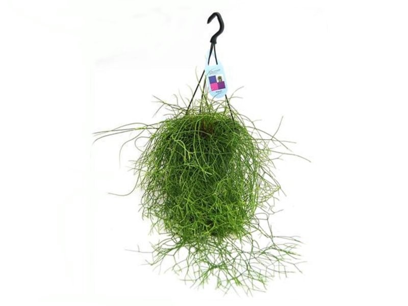 RHIPSALIDOPSIS CASHUTA PENJAR M17