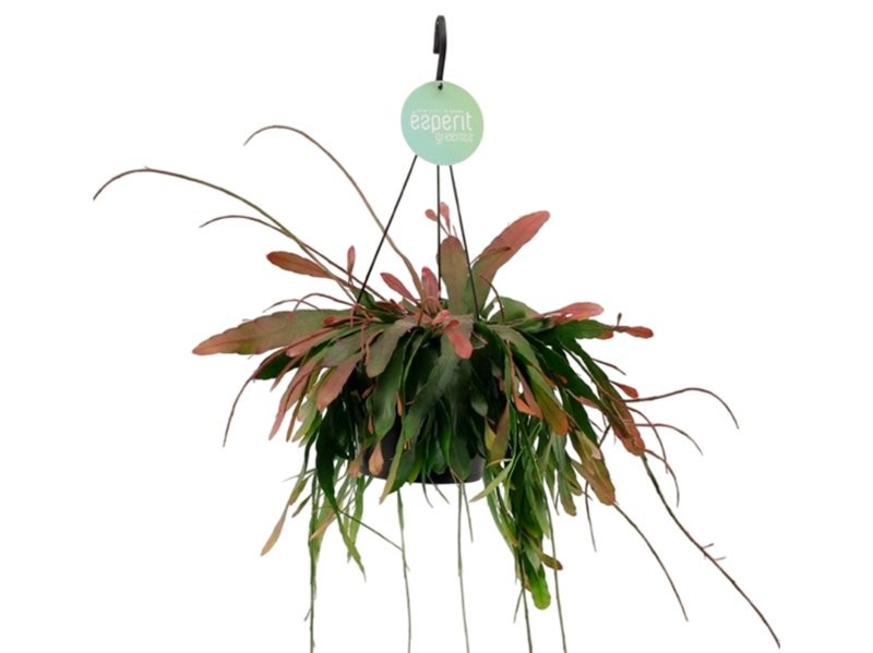 RHIPSALIDOPSIS RED CORAL PENJAR M17