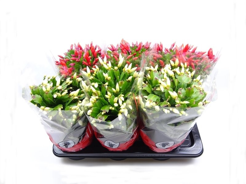 RHIPSALIDOPSIS  M17 schlumbergera MIX
