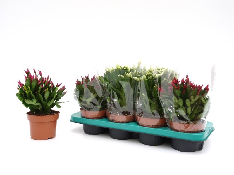 RHIPSALIDOPSIS  M13 schlumbergera