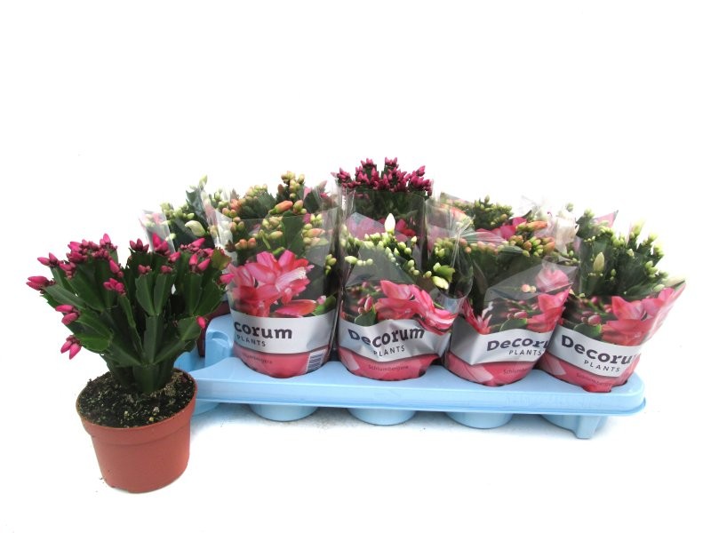 RHIPSALIDOPSIS  M11 schlumbergera