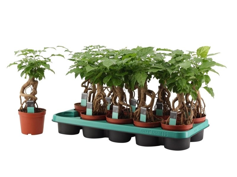 RADERMACHERA SINICA  M12 mangrove