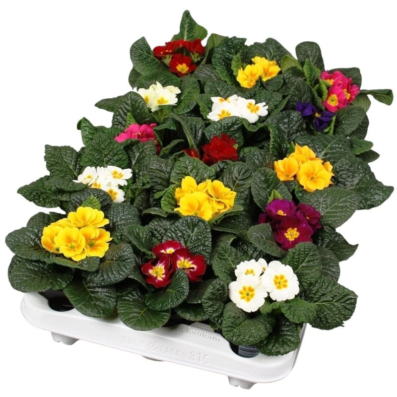 PRIMULA ACAULIS  M10.5