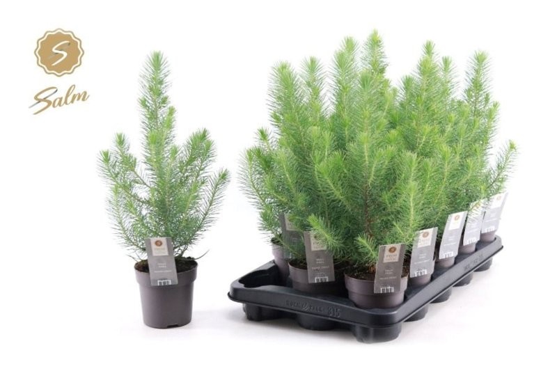 PINUS PINEA  M10.5 H35