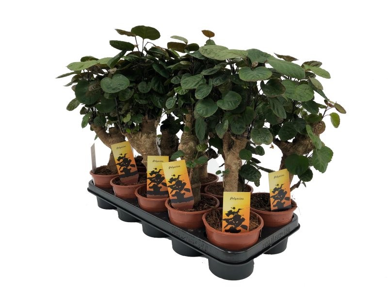 POLYSCIAS COR M12 H45