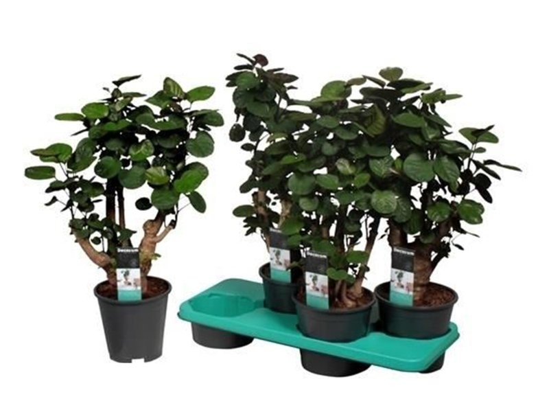 POLYSCIAS FABIAN  M17- 65cm.  negre