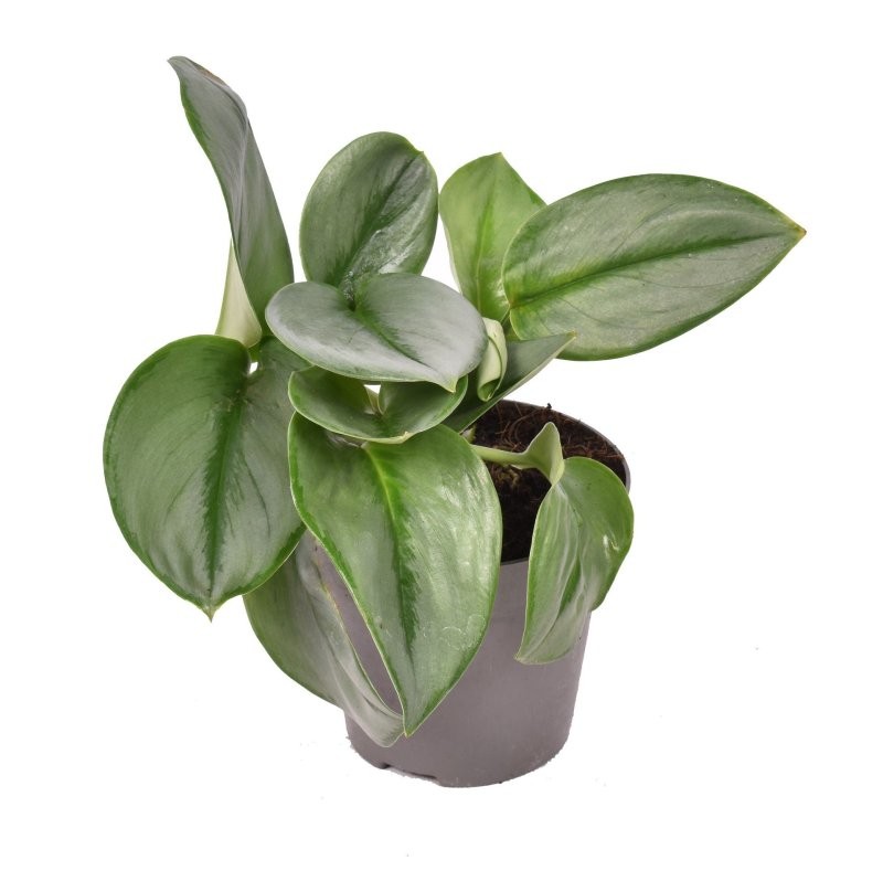 POTHOS  M12 TREUBII MOONLIGHT