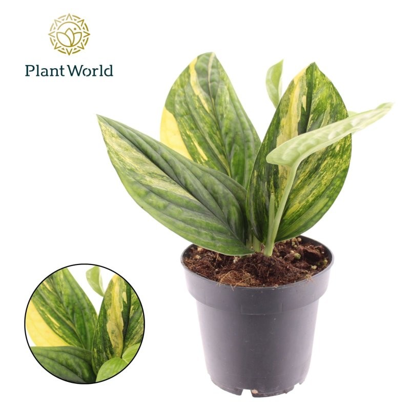 POTHOS  M12 Marble planet VARIEGATA