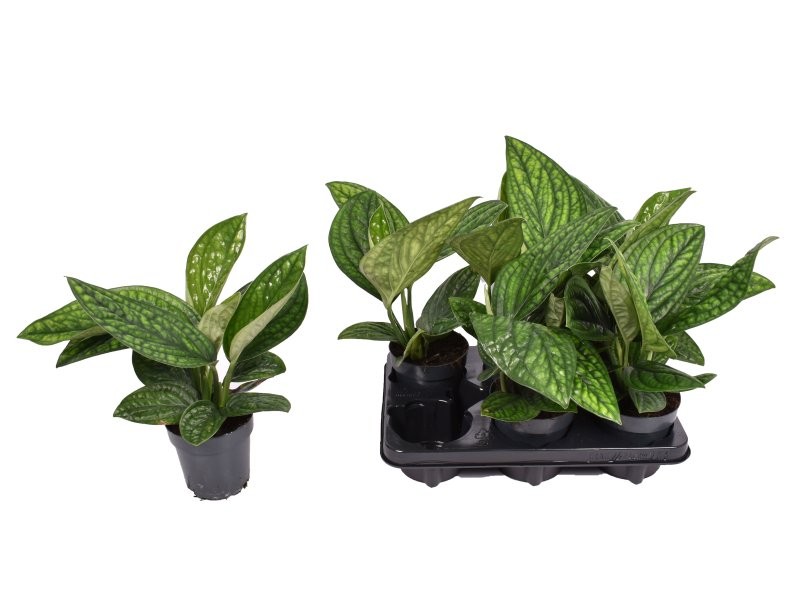 POTHOS  M12 Marble planet