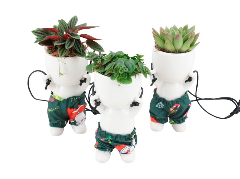 PLANTA VERDE MIX POP M 9