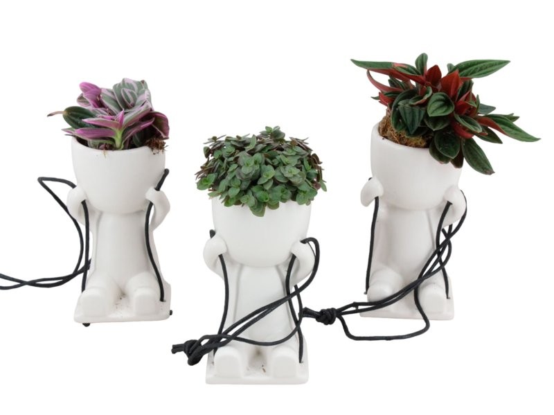 PLANTA VERDE MIX POP SWING M 7 H19