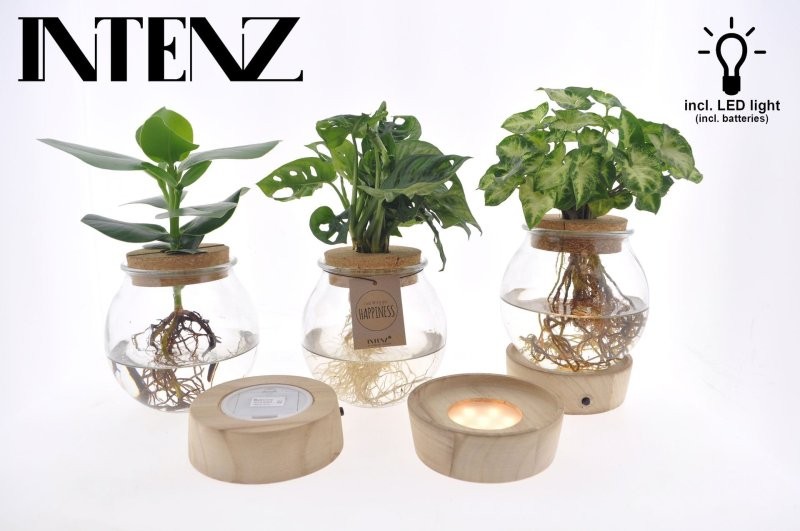 PLANTA VERDE MIX EN AIGUA + LED  M12 H45