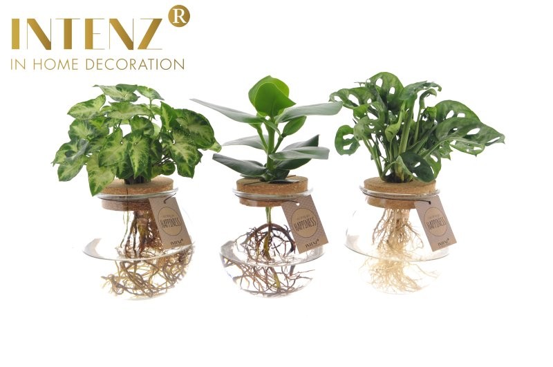 PLANTA VERDE MIX EN AIGUA Bolglas