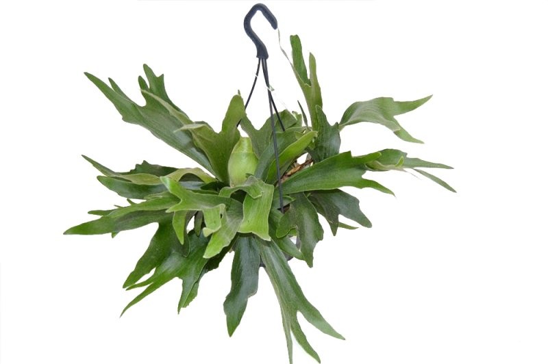 PLATYCERIUM  PENJAR  M21