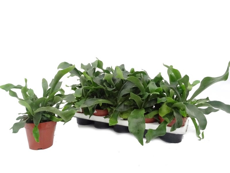 PLATYCERIUM  M12 bifurcatum