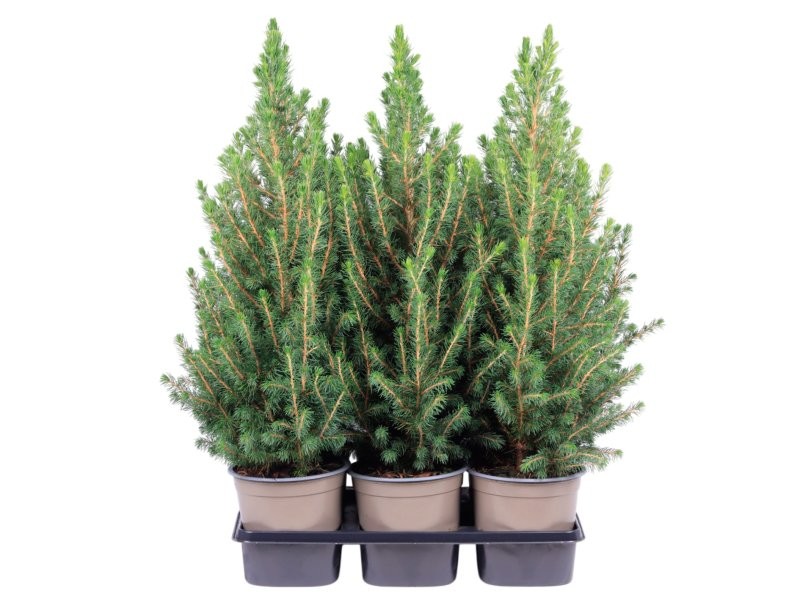 PICEA GLAUCA CONICA  M15- 60cm.