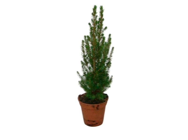 PICEA GLAUCA CONICA  M13