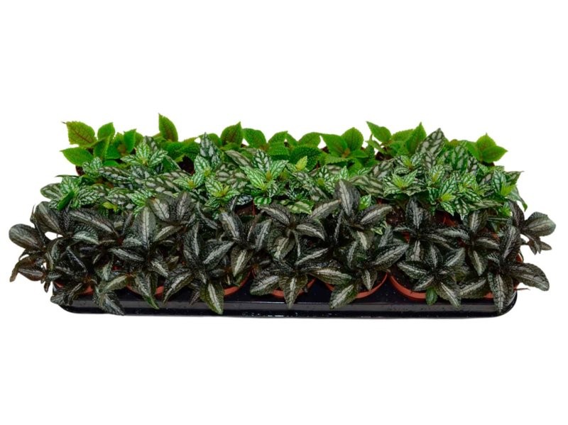 PILEA  M 9 CADIEREI MIX