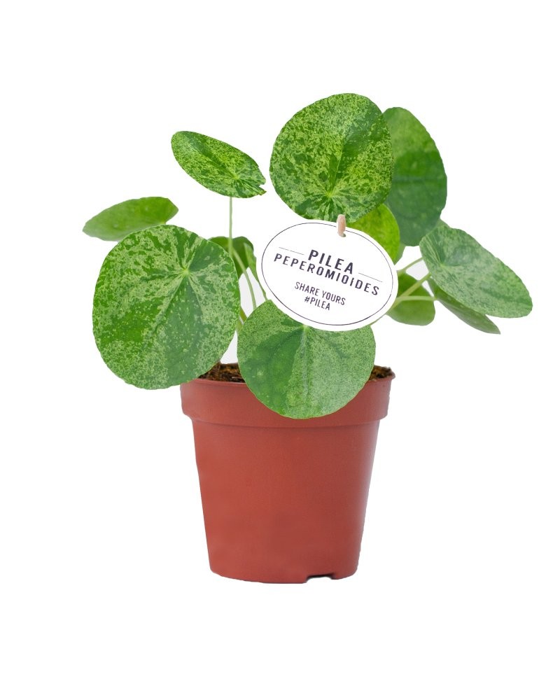 PILEA  M13 PEPEROMIOIDES Mojito