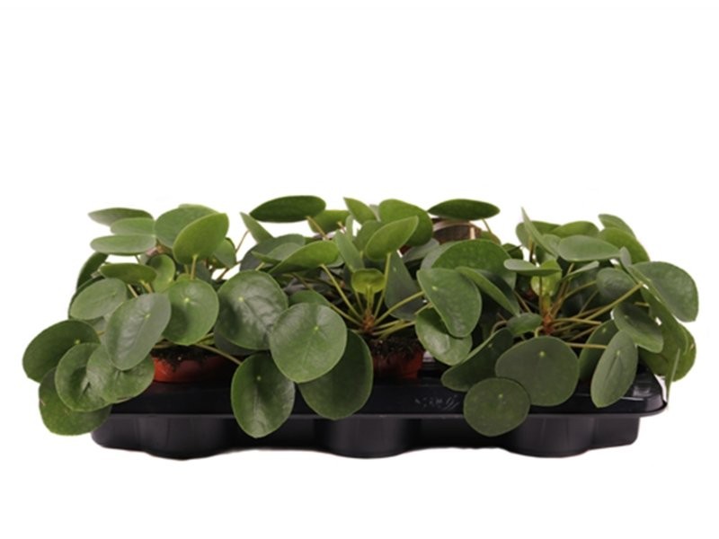 PILEA  M13 PEPEROMIOIDES