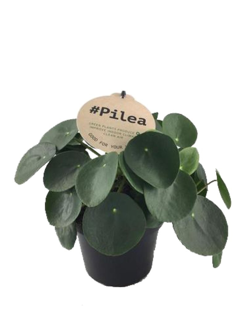 PILEA  M12 PEPEROMIOIDES