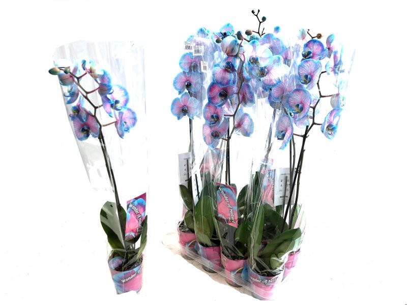PHALAENOPSIS  M12 1 VARA 70cm. BLAU WONDER OF NAT