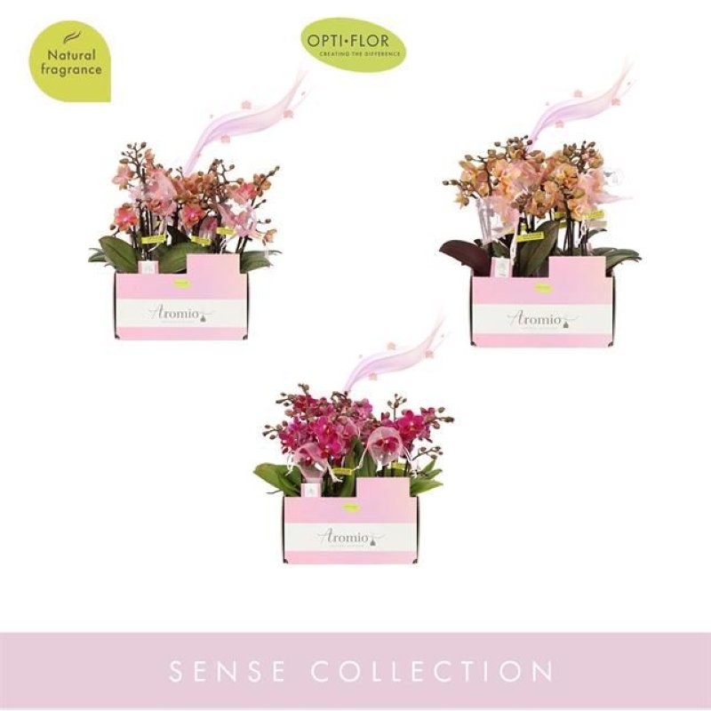 PHALAENOPSIS AROMIO 2-vares M 7-25cm. Perfumada