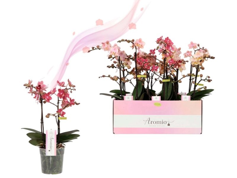 PHALAENOPSIS AROMIO 3-vares M12-40cm. Perfumada